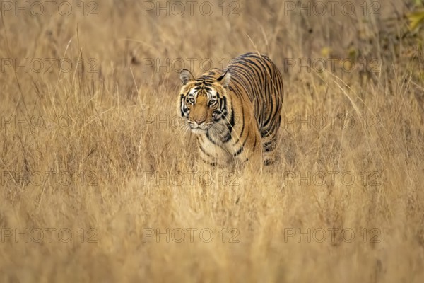 Royal Bengal tiger (Panthera tigris tigris), in tall grass, Bandhavgarh National Park, Bahannara, Manpur, Madhya Pradesh, India