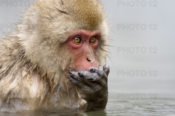 Japanese macaque (Macaca fuscata), wet, bathing, in winter, Jigokudani Snow Monkey Park, Yamanouchi, Shimotakai, Nagano Prefecture, Japan