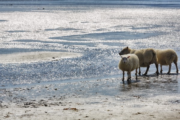 Free-range Icelandic sheep (Ovis), sheep on Rauðisandur beach, Raudisandur, near Patreksfjördur, Vestfirðir, Westfjords, Iceland