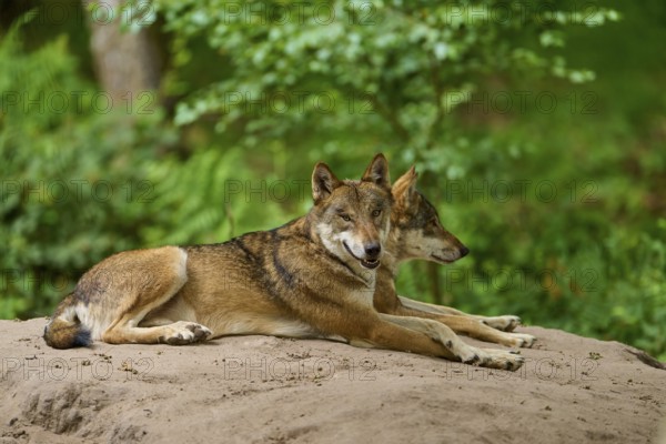 Wolf (Canis lupus), two wolves lying next to each other on a sand hill in the forest and observing their surroundings, Germany