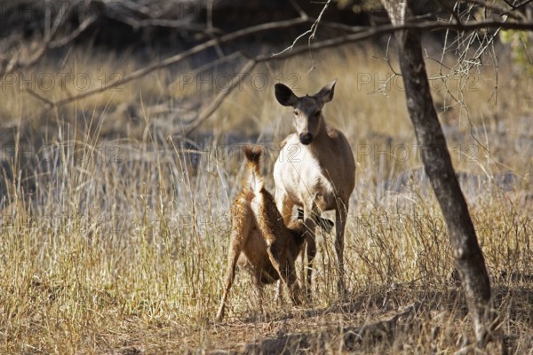 Sambar or sambar deer or horse deer (Cervus unicolor or Rusa unicolor) suckling offspring in the dry forest in Ranthambore National Park, Rajasthan, India