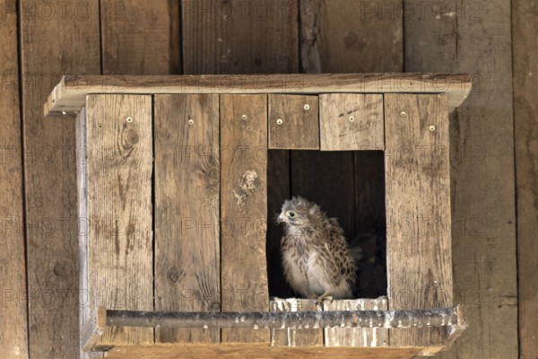 Kestrel (Falco tinnunculus) young bird looking curiously out of the incubator, village in Münsterland, North Rhine-Westphalia