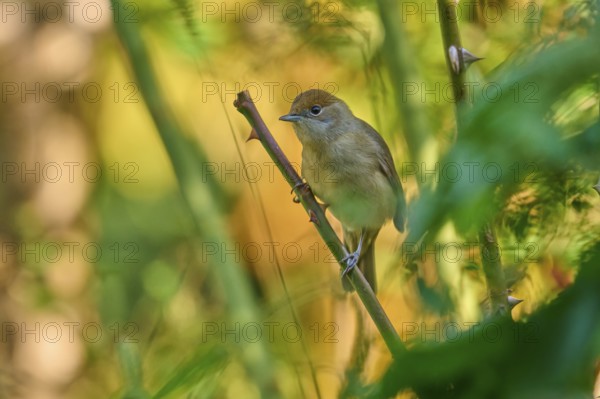 Blackcap (Sylvia atricapilla), female, sitting on a branch in a green, blurred environment, France