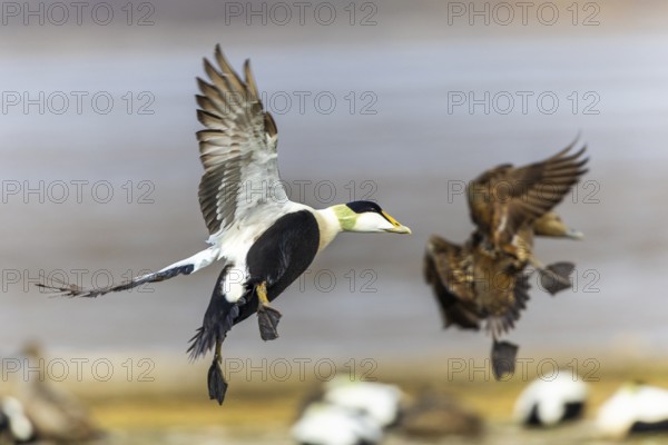 Eider duck (Somateria mollissima), drake and hen flying, duck birds (Anatidae), Aventdalen, Longyearbyen, Spitsbergen, Svalbard