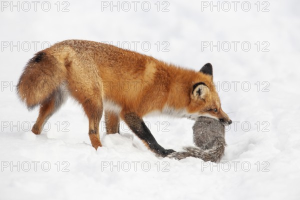 Red fox (vulpes vulpes), Fox hunting eastern gray squirrel (sciurus carolinensis) in winter. Province of Quebec, Canada, North America