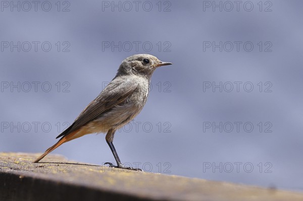 Black redstart (Phoenicurus ochruros), on a balcony, Wilnsdorf, North Rhine-Westphalia, Germany