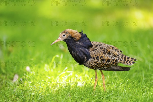 Ruff (Calidris pugnax) male standing on a meadow, captive, Zoo Augsburg, Germany