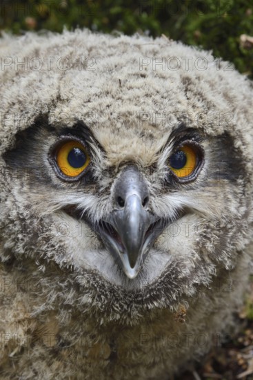 Young owl... European eagle owl (Bubo bubo), young bird, young eagle owl, eagle owl chick, not yet fledged eaglet has left its nest, perches on the ground in the forest, normal behaviour, detailed shot, close-up during ringing, head portrait, cropping, funny picture, series animal children, direct demanding eye contact, wildlife, native nature, Rhineland, Lower Rhine, North Rhine-Westphalia, Germany, Western Europe