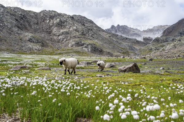 Two Valais Blacknose sheep (Ovis gmelini aries), in meadow with flowering white cotton grass, high alpine mountain valley, Obere Senner Egete, Stubai Alps, near Ridnaun, South Tyrol, Italy