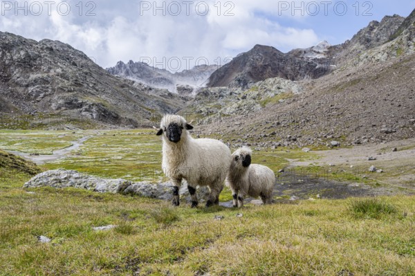 Two Valais Blacknose sheep (Ovis gmelini aries), high alpine mountain valley, Obere Senner Egete, Stubai Alps, near Ridnaun, South Tyrol, Italy
