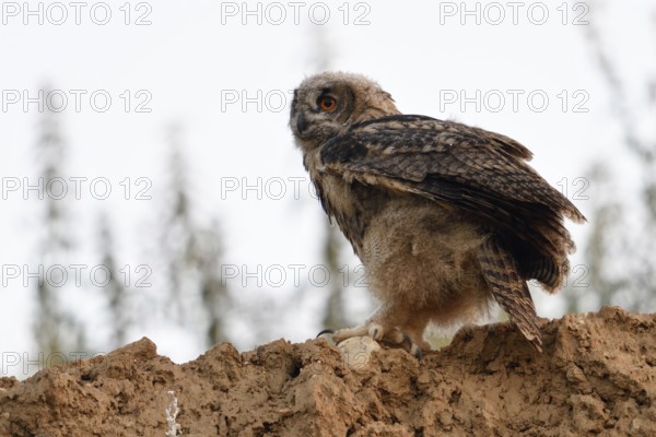 Fledged... European Eagle Owl (Bubo bubo), young bird in the late evening at the edge of a sand pit, on the edge of a quarry, first attempts at flight, practising flying, wildlife, native nature, Rhineland, Lower Rhine, North Rhine-Westphalia, Germany, Western Europe