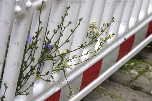 Barrier and nature, June, Germany