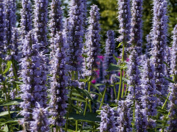 Scented nettle, aniseed-scented nettle, aniseed hyssop, aniseed giant hyssop (Agastache foeniculum)