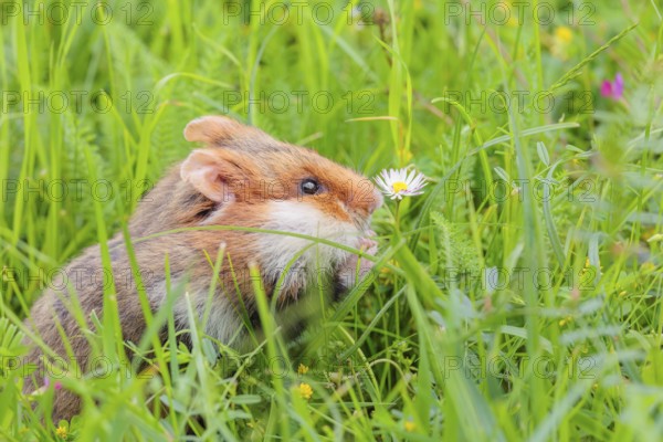 A European hamster (Cricetus cricetus) collects herbs, grass and daisies in a fresh green meadow