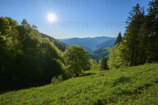 A light-flooded mountain landscape with trees and blue sky, spring, Schauinsland, Freiburg im Breisgau, Black Forest, Baden-Württemberg, Germany