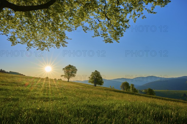 Green meadow with trees and rising sun, refreshing morning mood in nature, spring, Schauinsland, Freiburg im Breisgau, Black Forest, Baden-Württemberg, Germany