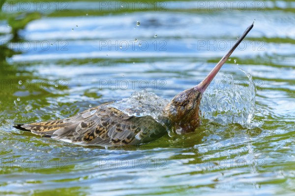 Lapwing dives into the water, creates splashes, lively action, black-tailed godwit (Limosa limosa), France