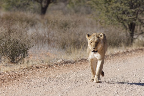 African lion (Panthera leo), lioness, adult female walking on a dirt road, Kgalagadi Transfrontier Park, Northern Cape, South Africa