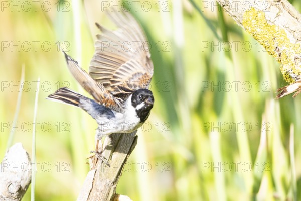 Reed bunting (Emberiza schoeniclus) ml Germany