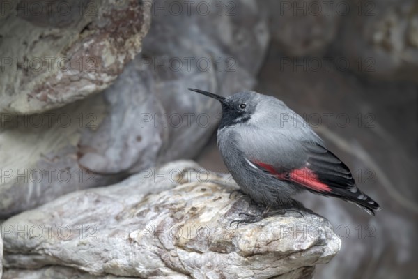 Wallcreeper (Tichodroma muraria), sitting in a rock face, Alpine Zoo, Innsbruck, Tyrol, Austria