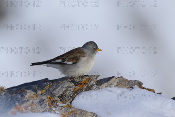 Snowfinch (Montifringilla nivalis), a bird on a snow-covered rock in a quiet winter landscape, Gemmi Pass, Leukerbad, Leuk, Valais, Switzerland