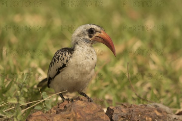 Western Red-billed Hornbill (Tockus kempi), Gambia