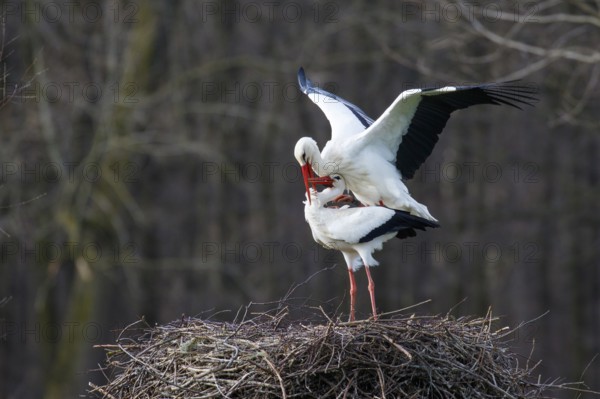 White Stork (Ciconia ciconia) pair mating, North Rhine-Westphalia, Germany
