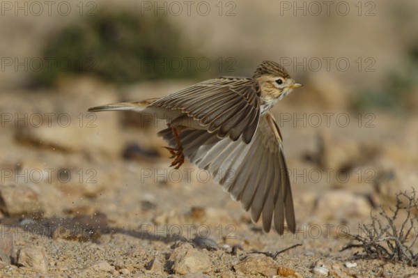 Lesser Short-toed Lark (Alaudala rufescens) flying, Fuerteventura, Spain