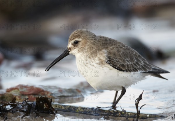 Dunlin (Calidris alpina) foraging, Schleswig-Holstein, Germany