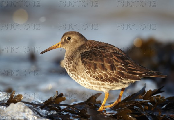 Purple Sandpiper (Calidris maritima), Schleswig-Holstein, Germany