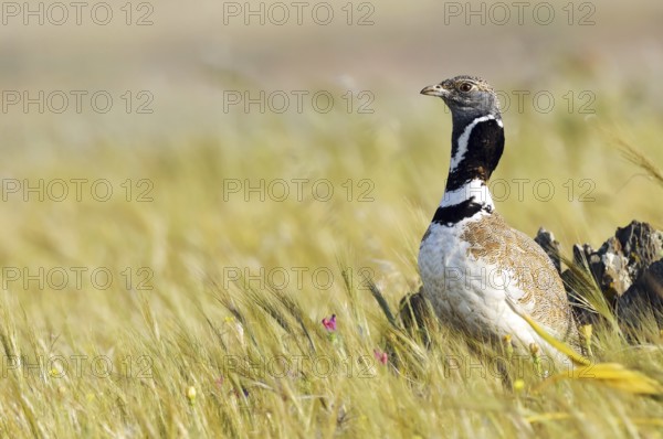 Little Bustard (Tetrax tetrax), Extremadura, Spain