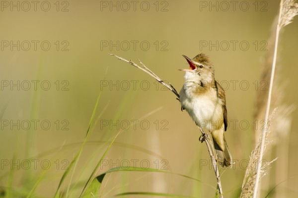 Great Reed Warbler (Acrocephalus arundinaceus) singing, Castile-La Mancha, Spain