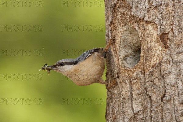 Eurasian Nuthatch (Sitta europaea), St. Gallen, Switzerland