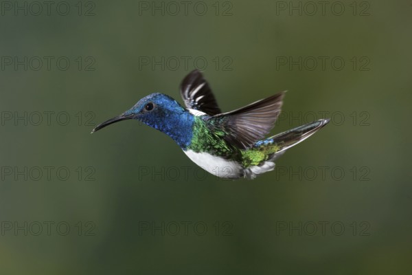 White-necked Jacobin (Florisuga mellivora), Costa Rica