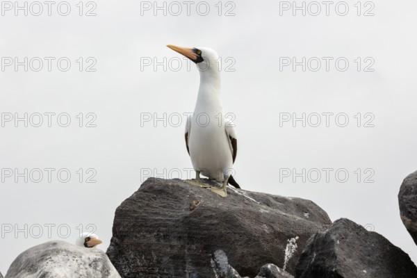 Masked booby (Sula dactylatra), Galapagos, Ecuador