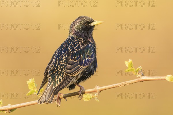 Common Starling (Sturnus vulgaris) perched on a branch, Baden-Wuerttemberg, Germany