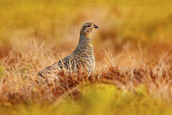 Female of Black grouse on the bog meadow. Tetrao tetrix, in marshland, Sweden. Spring mating season in the nature. Wildlife scene from north Europe. Black bird with red crest, white tail