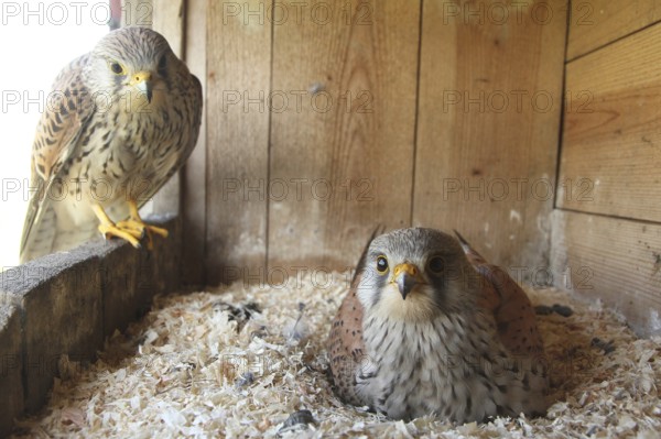 Common Kestrel (Falco tinnunculus) pair at eggs, Lower Saxony, Germany