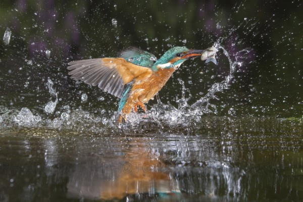 Common Kingfisher (Alcedo atthis) male fishing, Lower Saxony, Germany