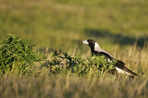 Australian Magpie (Gymnorhina tibicen) foraging, South Island, New Zealand