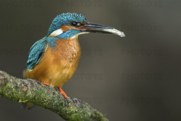 Common Kingfisher (Alcedo atthis) male perched on a branch with a fish in its beak, Lower Saxony, Germany