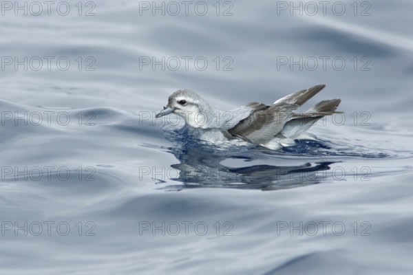Fairy Prion (Pachyptila turtur), Victoria, Australia