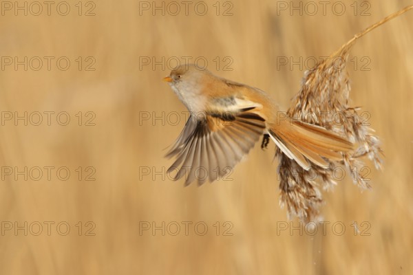 Bearded Reedling (Panurus biarmicus) female flying, Utrecht, Netherlands