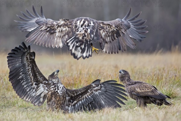 White-tailed Eagle (Haliaeetus albicilla) juvenile, Poland