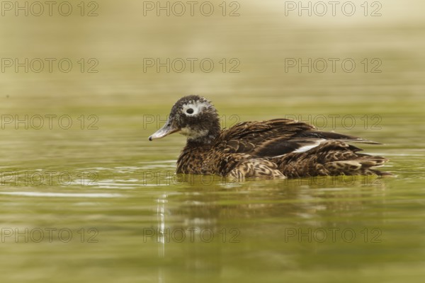 Laysan Duck (Anas laysanensis), Hawaii, USA