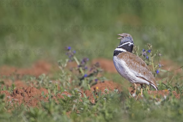Little Bustard (Tetrax tetrax) male calling, Extremadura, Spain