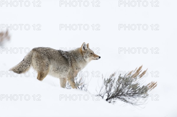 Coyote (Canis latrans) adult in snowy countryside, Yellowstone National Park, Wyoming, USA