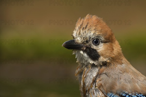 Eurasian Jay (Garrulus glandarius) juvenile, Utrecht, Netherlands