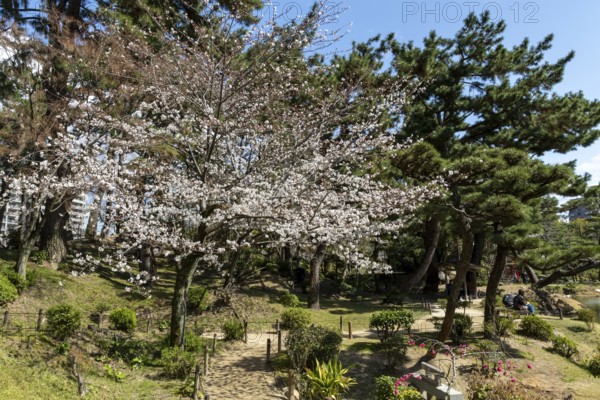 Path with blossoming cherry tree, Sakura in Shukkei-en, historical Japanese strolling garden, Japanese garden, green area, tourist attraction, sight, Naka-ku, Hiroshima, Japan
