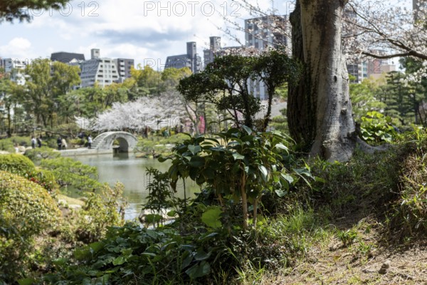 Shukkei-en with green plants, trees and Takuei-chi pond in spring, historical Japanese strolling garden, Japanese garden, green area, tourist attraction, sight, Naka-ku, Hiroshima, Japan